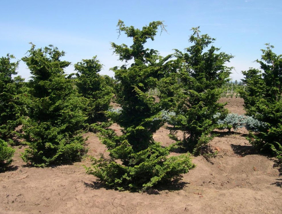Chamaecyparis obtusa 'Gracilis' Slendor Hinoki Cypress