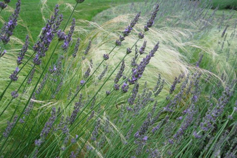 Lavendula x intermedia Grosso Lavender 1g
