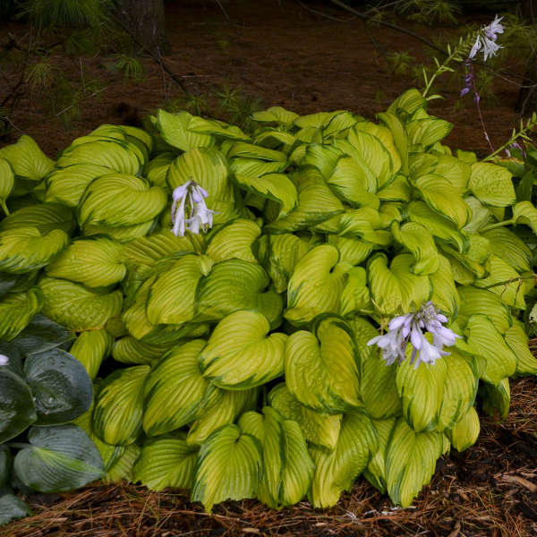 Hosta 'Stained Glass' Stained Glass Hosta