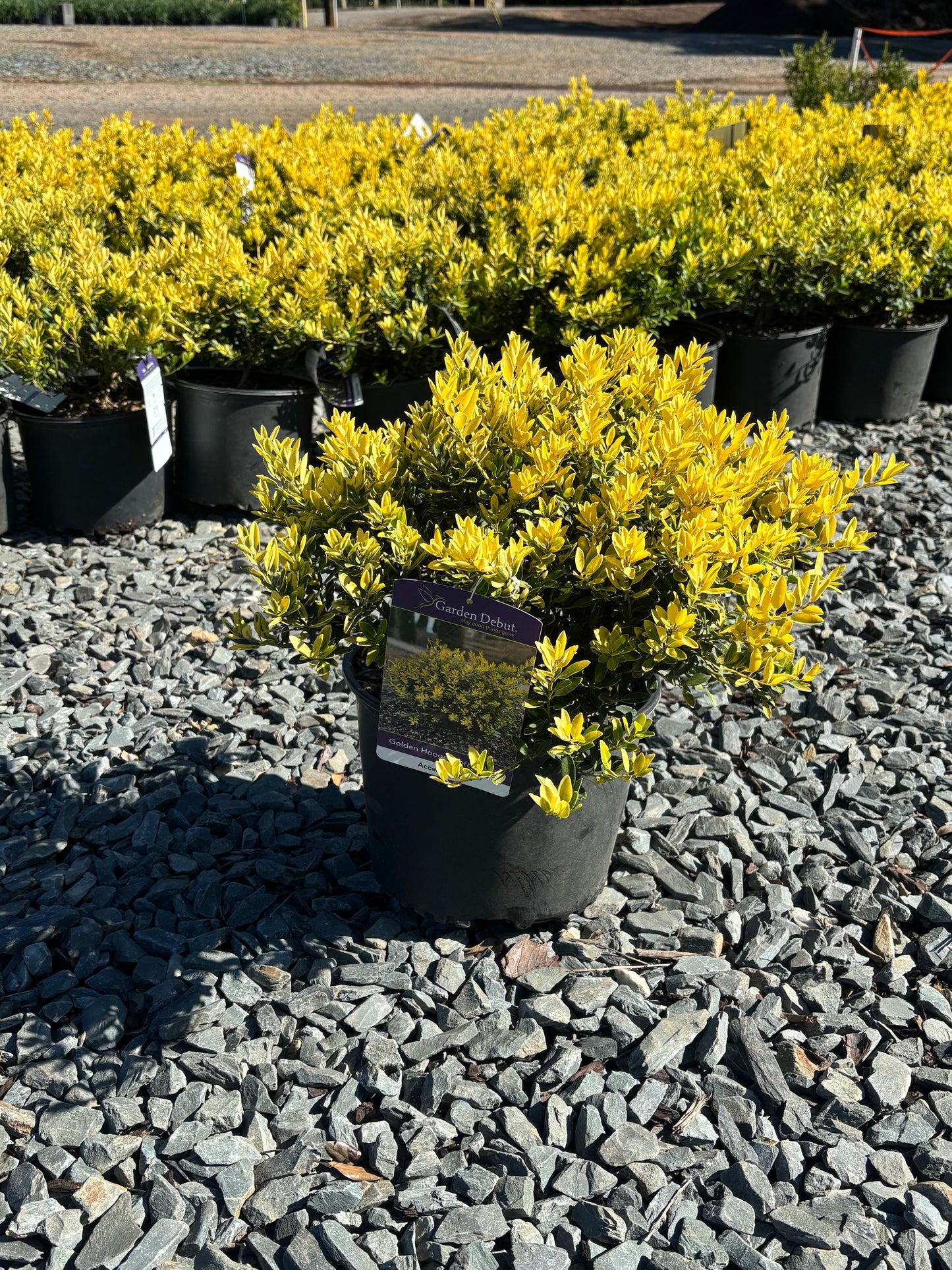 Ilex crenata 'Golden Hoogendorn' Golden Hoogendorn Japanese Holly 3g