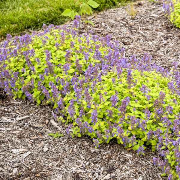 Nepeta 'Lemon Purrfection' PPAF Lemon Purrfection 1 Gallon