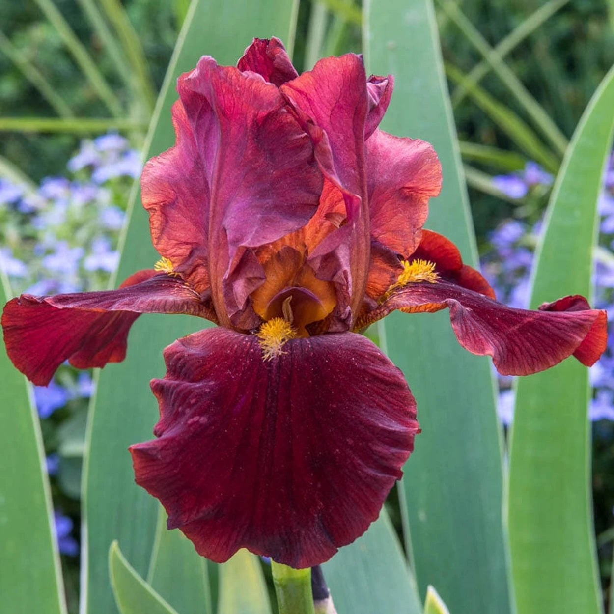 Iris germanica 'My Friend Jonathon' My Friend Jonathon Bearded Iris 2 Gallon