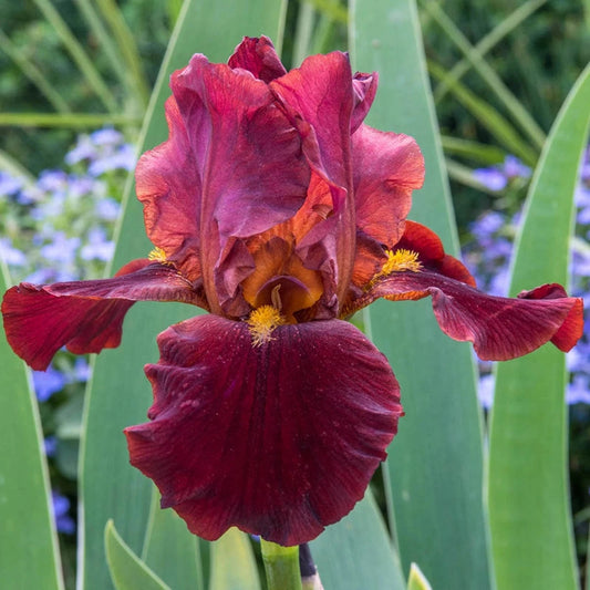 Iris germanica 'My Friend Jonathon' My Friend Jonathon Bearded Iris 2 Gallon