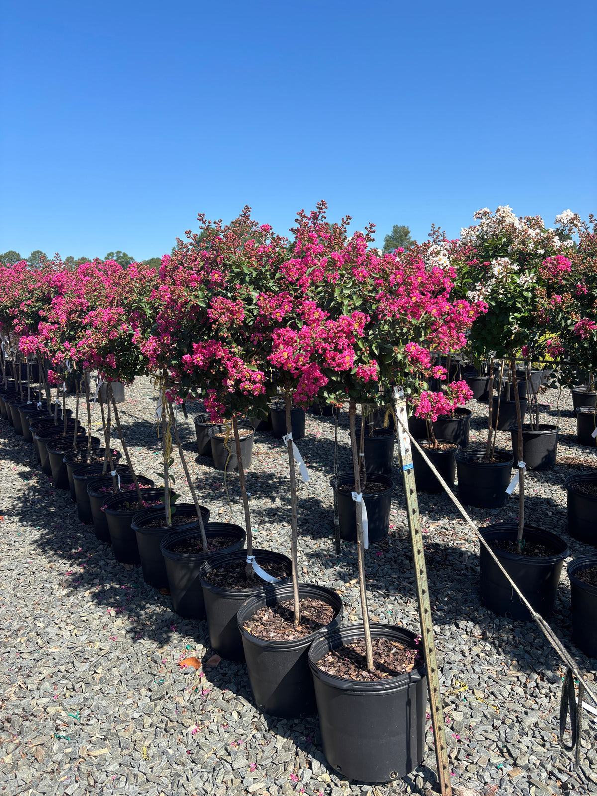 Lagerstroemia x 'G18147 GreatMyrtle™ Cherry Delight Crape Myrtle 7 Gallon STD