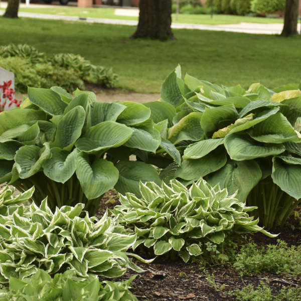 Hosta 'Empress Wu' PP20774 Shadowland™ Empress Wu Hosta