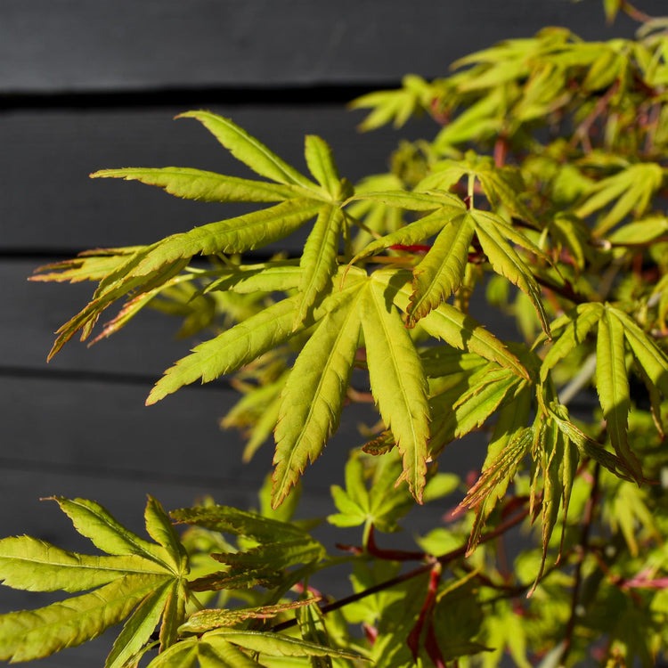 Acer palmatum 'Ryusen' Ryusen Japanese Maple 15g