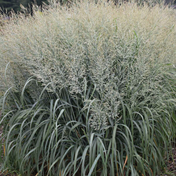 Panicum virgatum 'Niagara Falls' Prairie Winds® Niagara Falls Switch Grass 1g