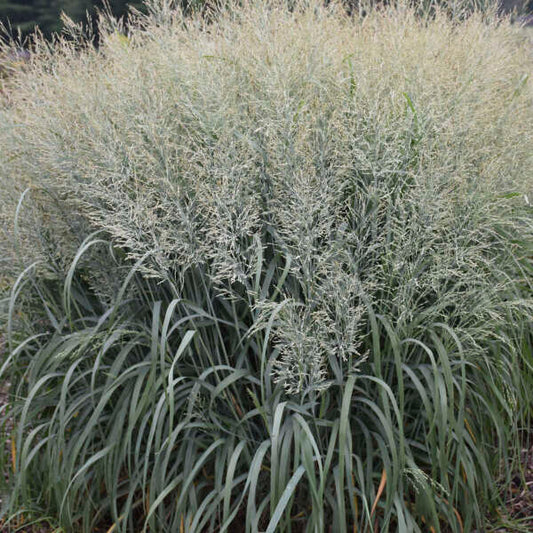 Panicum virgatum 'Niagara Falls' Prairie Winds® Niagara Falls Switch Grass 1g