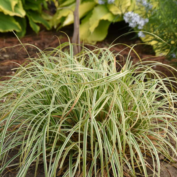 Richardson Roots Carex Feather Falls Sedge