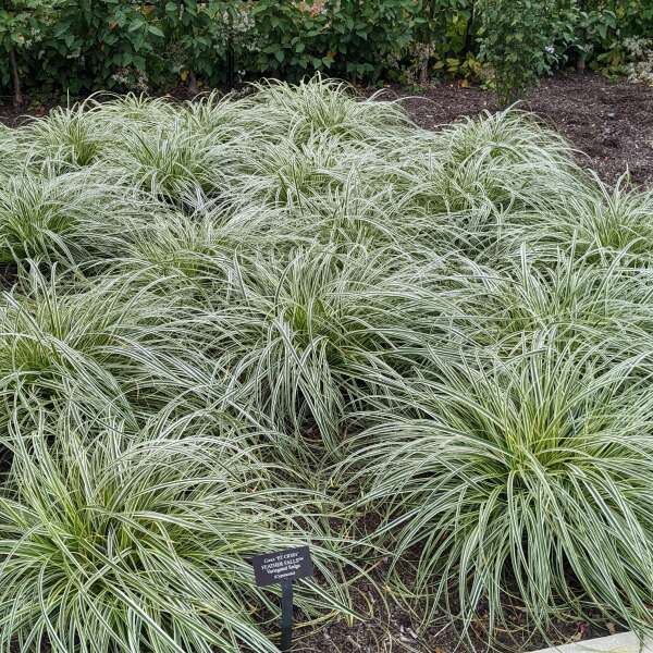 Richardson Roots Carex Feather Falls Sedge - Thumbnail 2