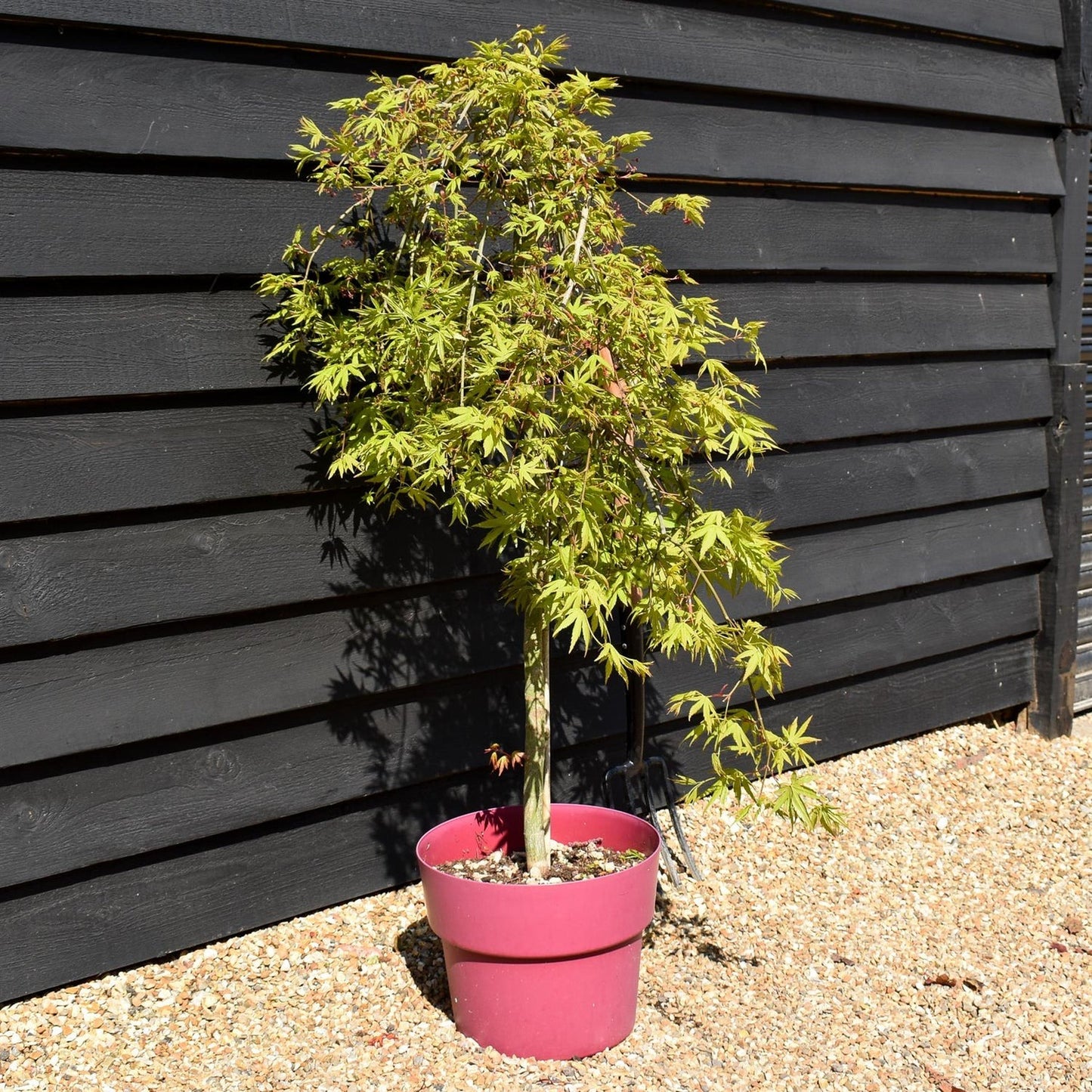 Acer palmatum 'Ryusen' Ryusen Japanese Maple 15g