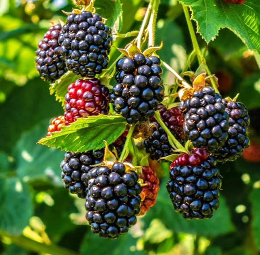Ponca Blackberry
