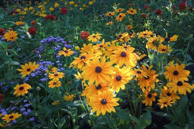 Rudbeckia hirta 'Indian Summer' Indian Summer Black-Eyed Susan 1g