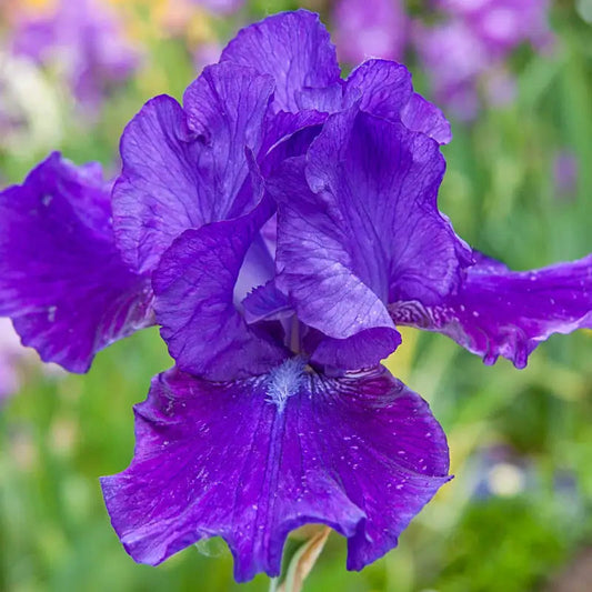 Iris germanica 'Dashing' Dashing Bearded Iris 2 Gallon