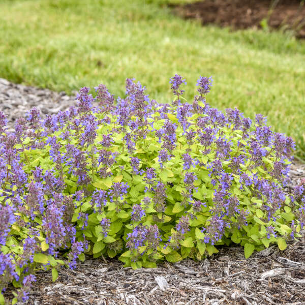 Nepeta 'Lemon Purrfection' PPAF Lemon Purrfection 1 Gallon