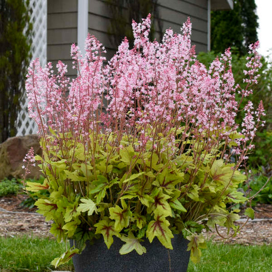 Heucherella x PP30532 Fun and Games® 'Eye Spy' Eye Spy Foamy Bells 1 Gallon