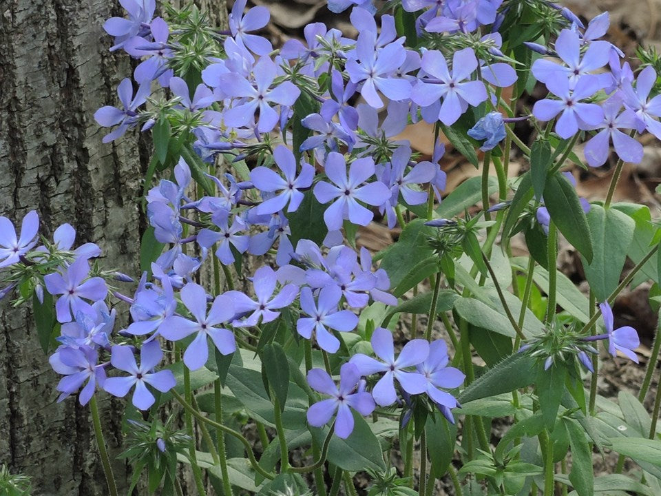 Phlox divaricata 'Blue Moon' Blue Moon Woodland Phlox