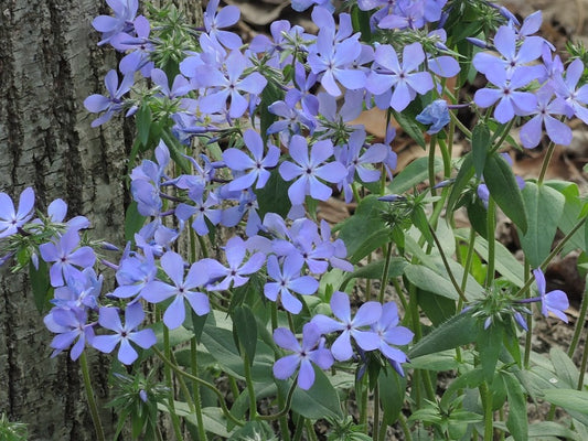 Phlox divaricata 'Blue Moon' Blue Moon Woodland Phlox