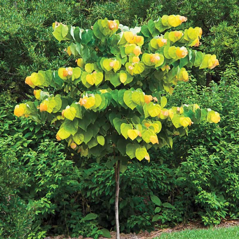 Cercis canadensis 'JN2' PP21451 Rising Sun Redbud 15 Gallon