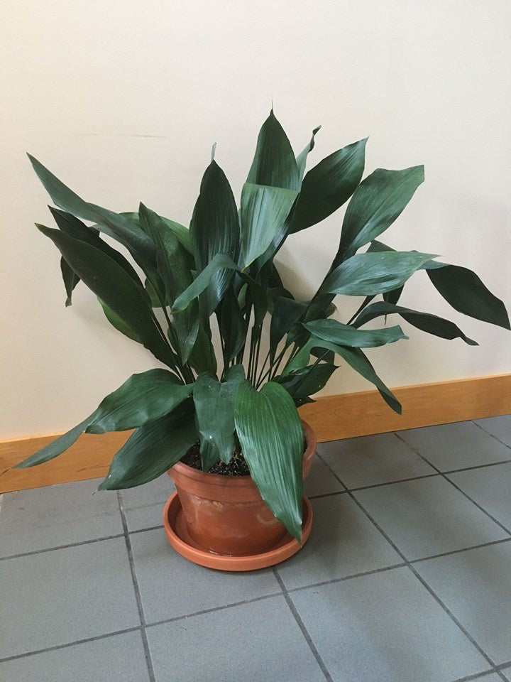 Aspidistra elatior Cast-Iron Plant