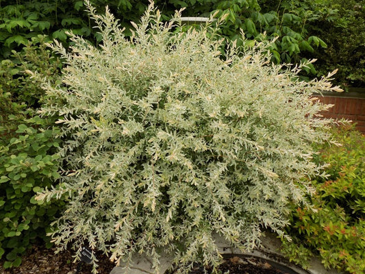 Salix integra 'Hakuro-Nishiki' Dappled Willow Bush 3g
