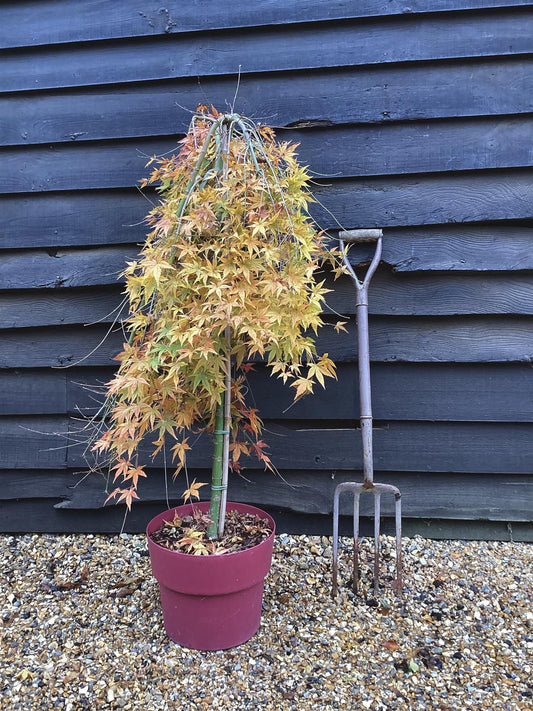 Acer palmatum 'Ryusen' Ryusen Japanese Maple 15g