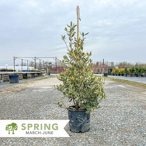 Ternstroemia Gymnathera ''WMN-01'' Crown Jewels™ Cleyera