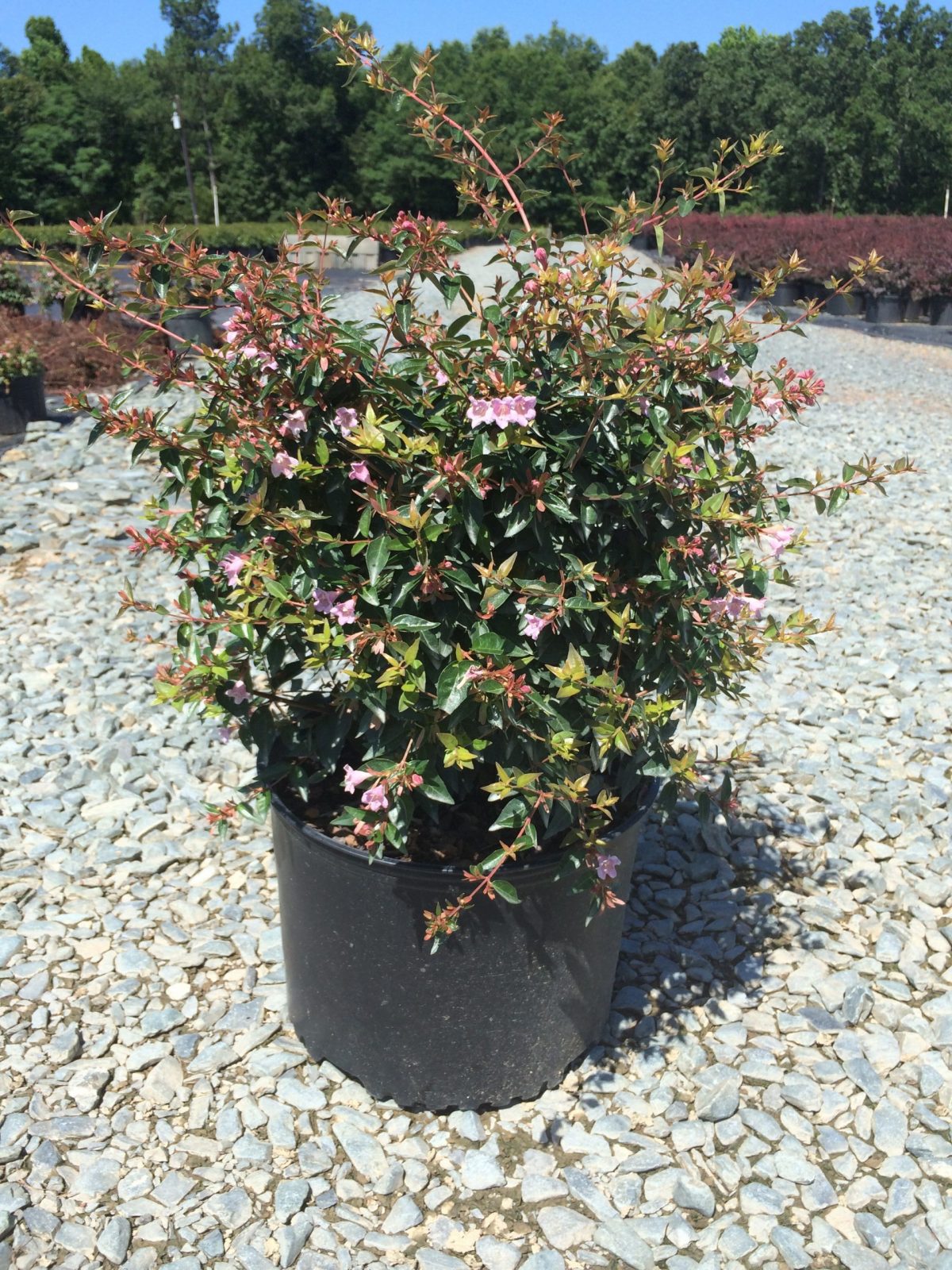 Abelia x grandiflora 'Ed Goucher' 3g