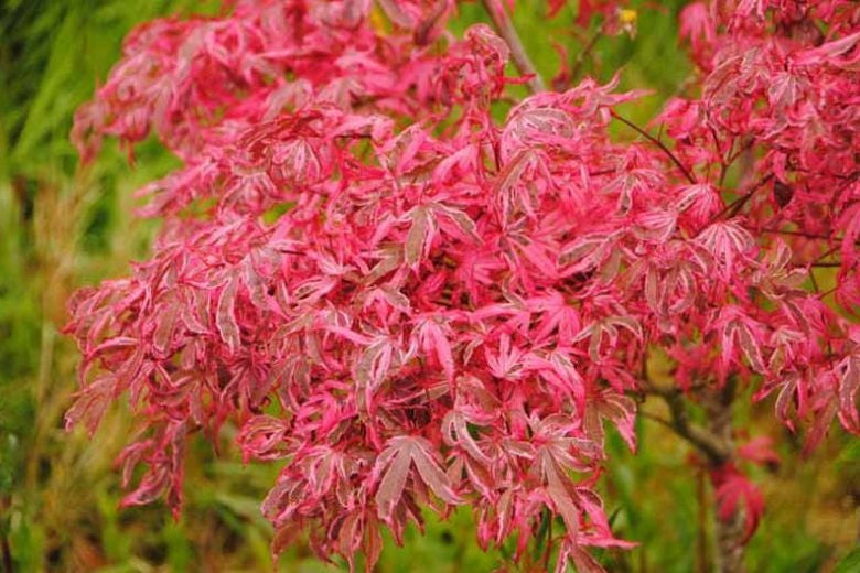 Acer palmatum 'Geisha Gone Wild' Geisha Gone Wild Japanese Maple