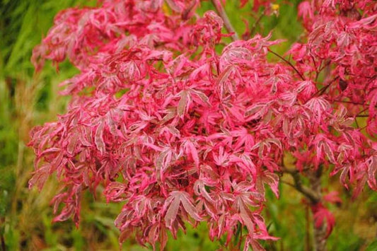 Acer palmatum 'Geisha Gone Wild' Geisha Gone Wild Japanese Maple
