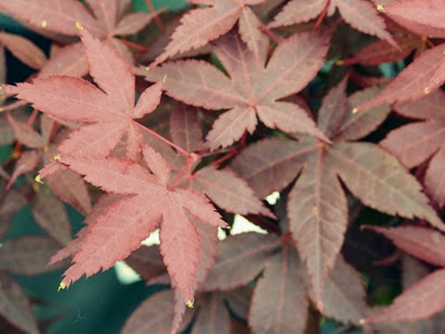 Acer palmatum 'Rhode Island Red' Rhode Island Red Japanese Maple