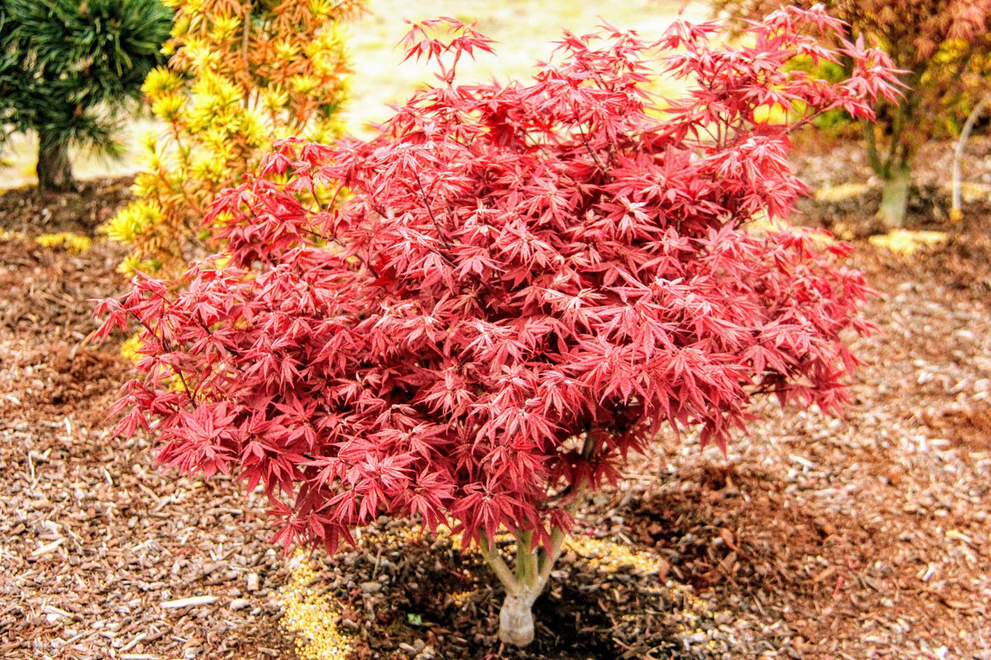 Acer palmatum 'Rhode Island Red' Rhode Island Red Japanese Maple