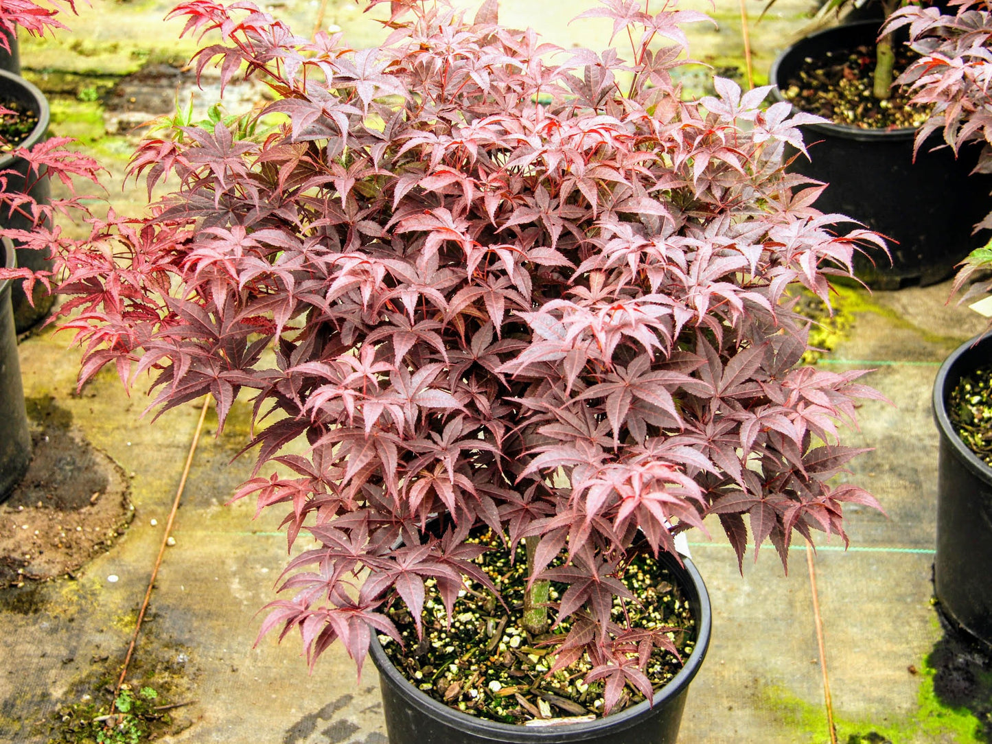 Acer palmatum 'Rhode Island Red' Rhode Island Red Japanese Maple
