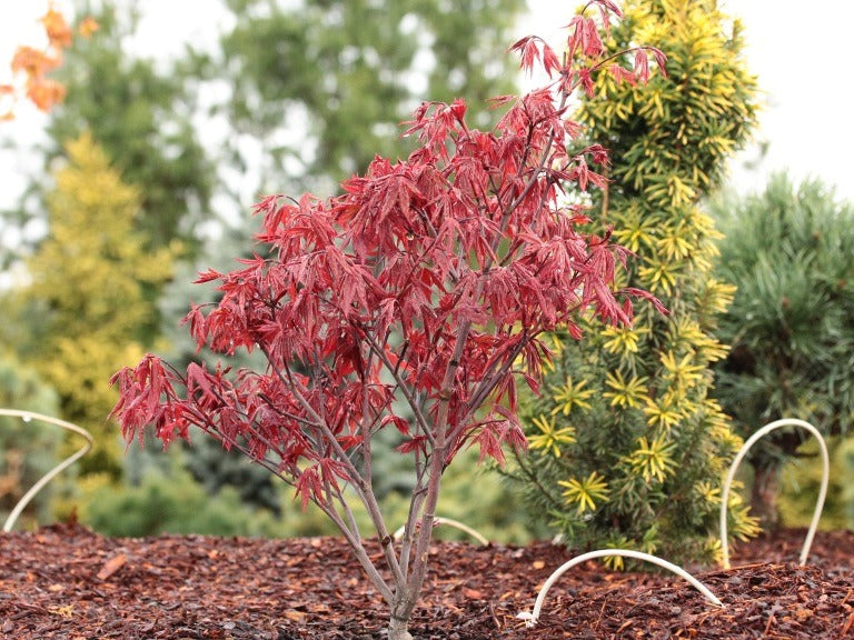 Acer palmatum 'Rhode Island Red' Rhode Island Red Japanese Maple
