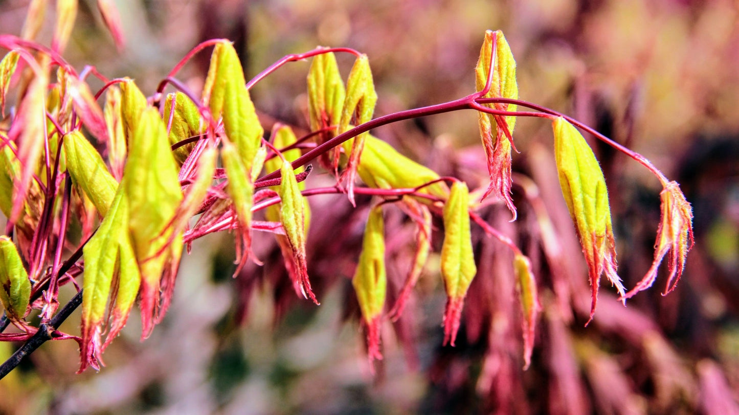 Acer palmatum 'Tsuma Gaki' Tsuma Gaki Japanese Maple 15g