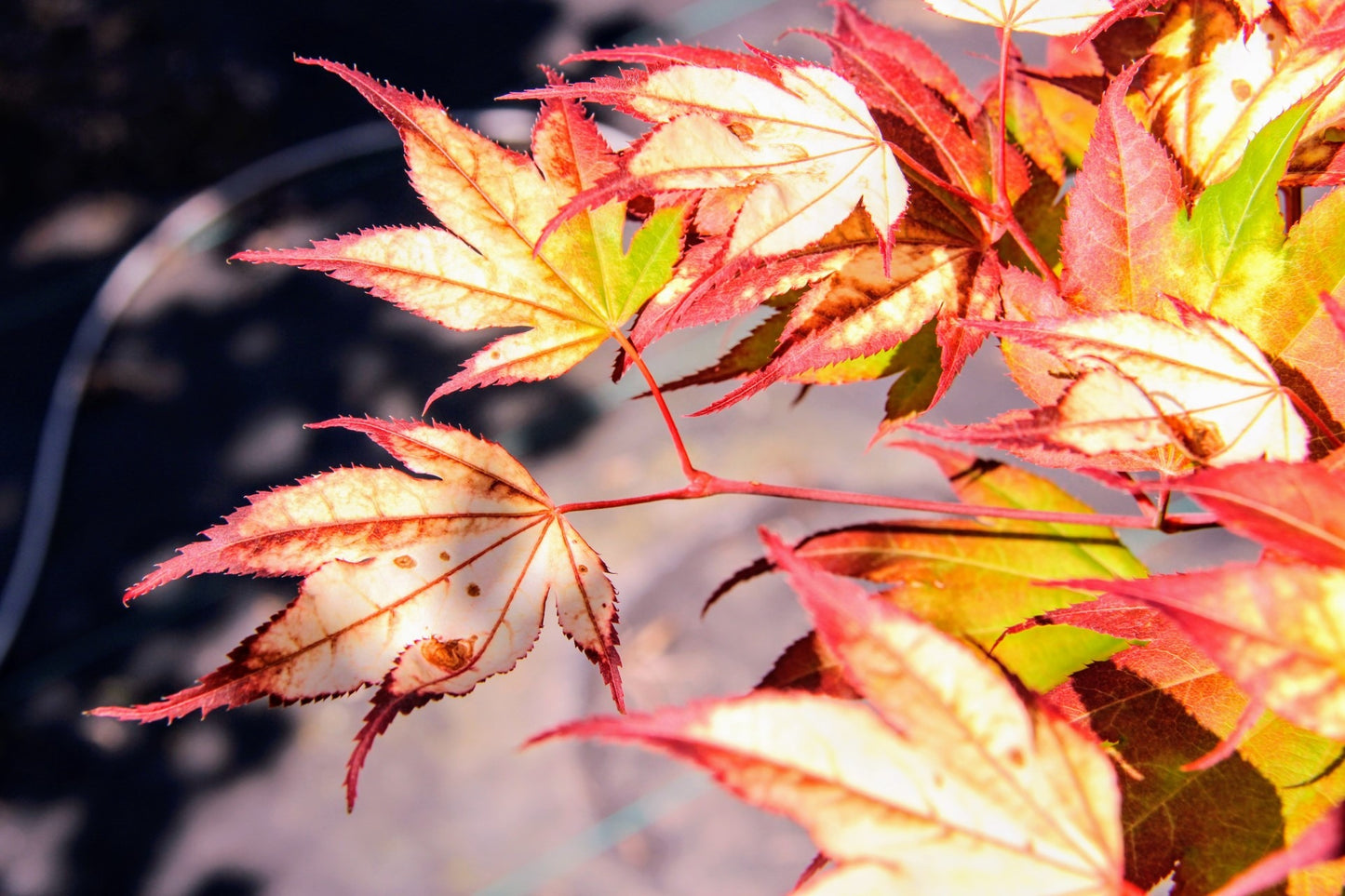 Acer palmatum 'Tsuma Gaki' Tsuma Gaki Japanese Maple 15g
