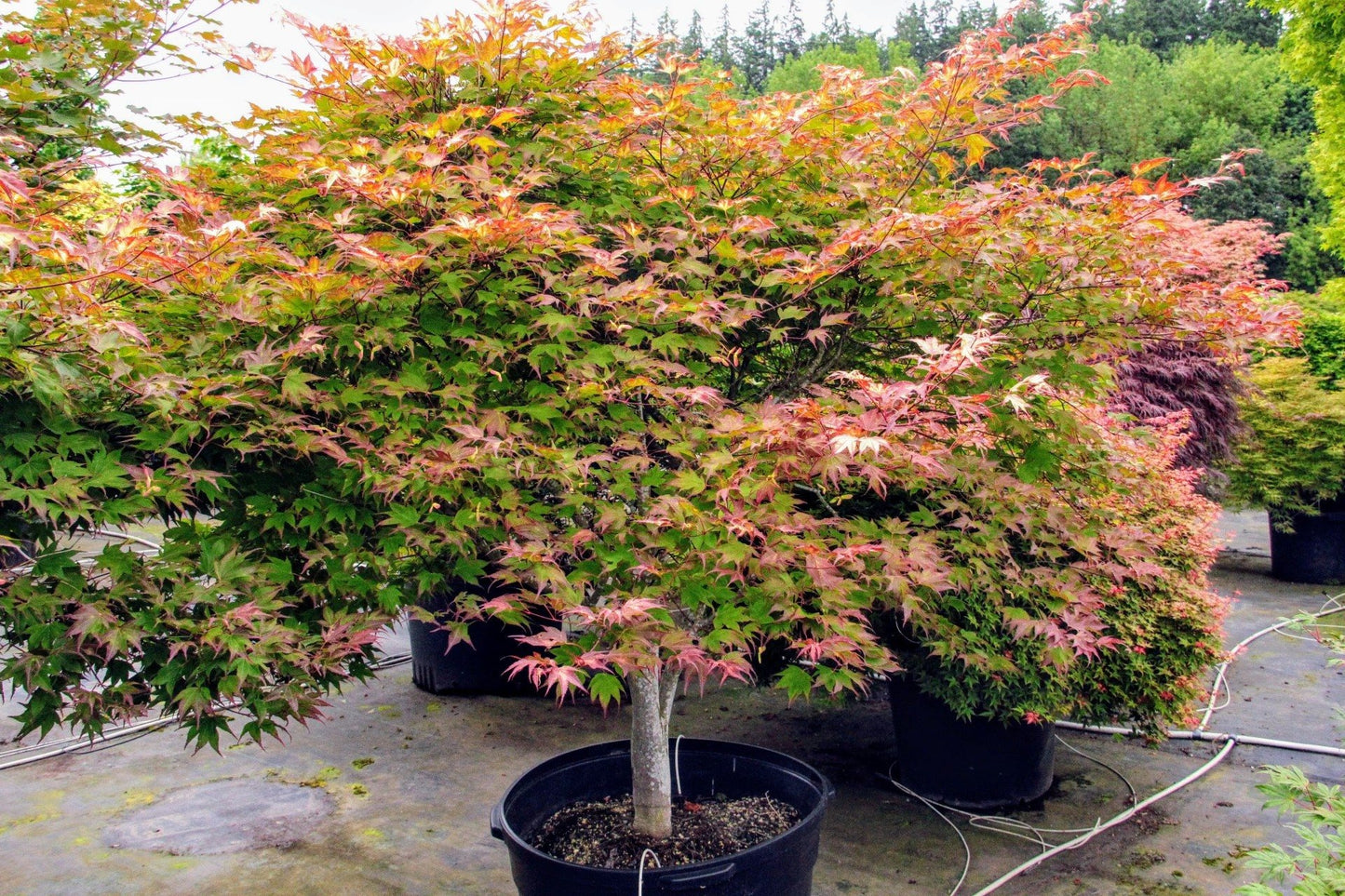 Acer palmatum 'Tsuma Gaki' Tsuma Gaki Japanese Maple 15g