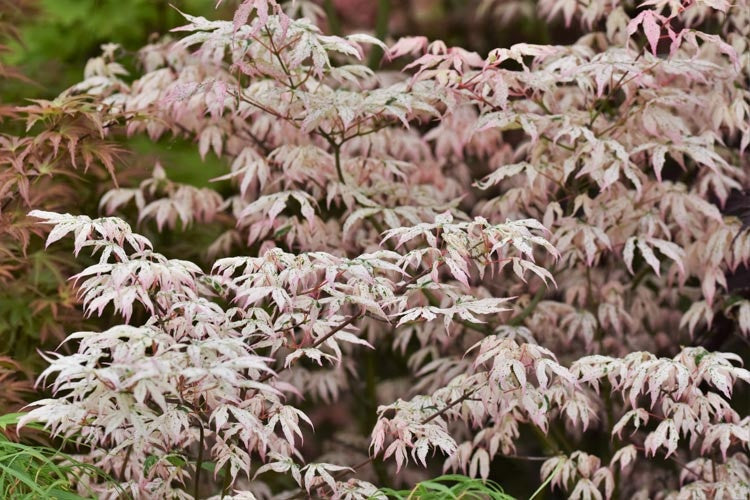 Acer palmatum 'Ukigumo' Floating Clouds Japanese Maple 7 Gallon