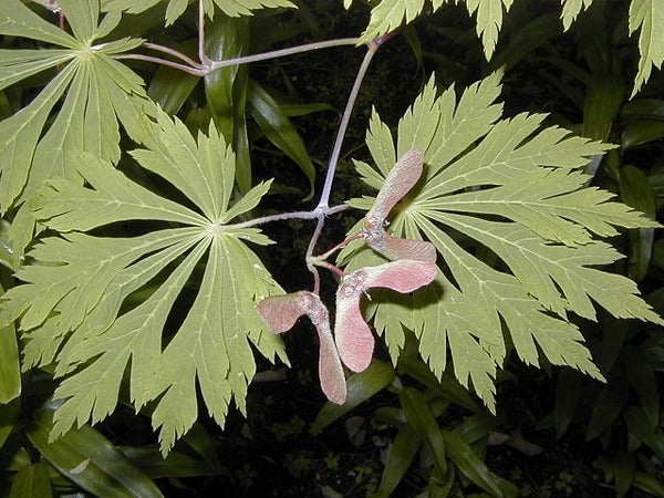 Acer japonicum 'Aconitifolium' Fern Leaf Full Moon Japanese Maple 20g