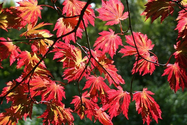 Acer japonicum 'Aconitifolium' Fern Leaf Full Moon Japanese Maple 20g
