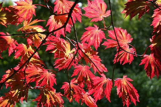 Acer japonicum 'Aconitifolium' Fern Leaf Full Moon Japanese Maple 20g