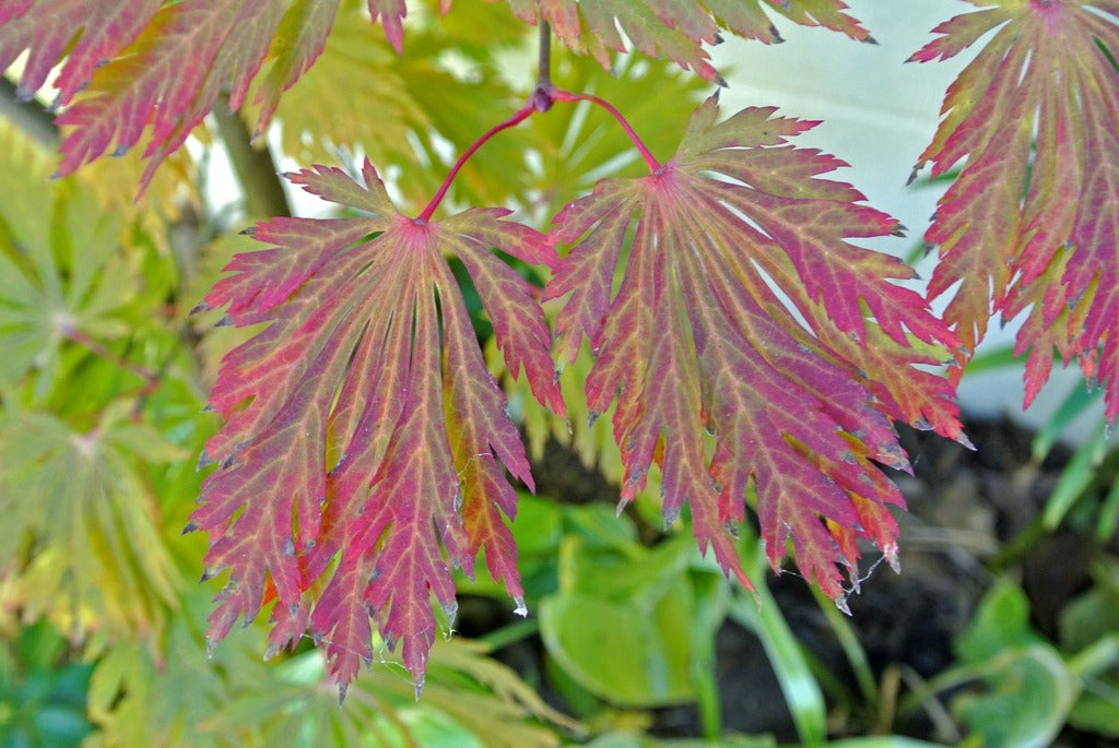Acer japonicum 'Aconitifolium' Fern Leaf Full Moon Japanese Maple 20g