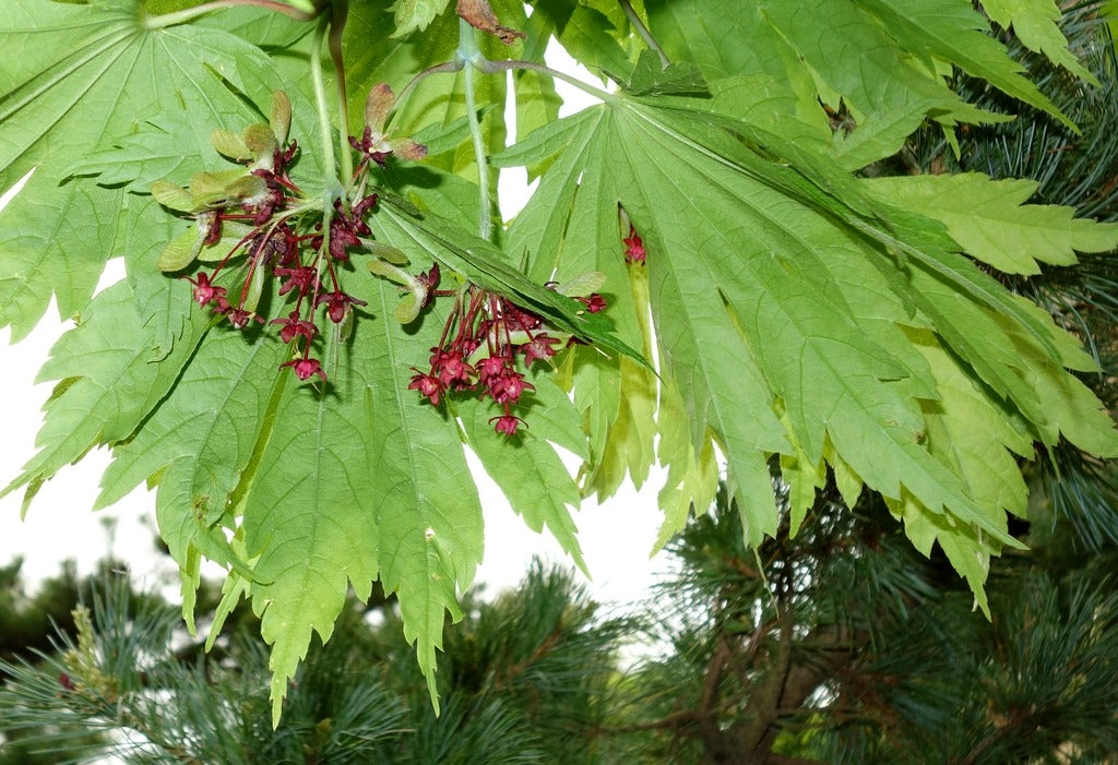 Acer japonicum 'Aconitifolium' Fern Leaf Full Moon Japanese Maple 20g