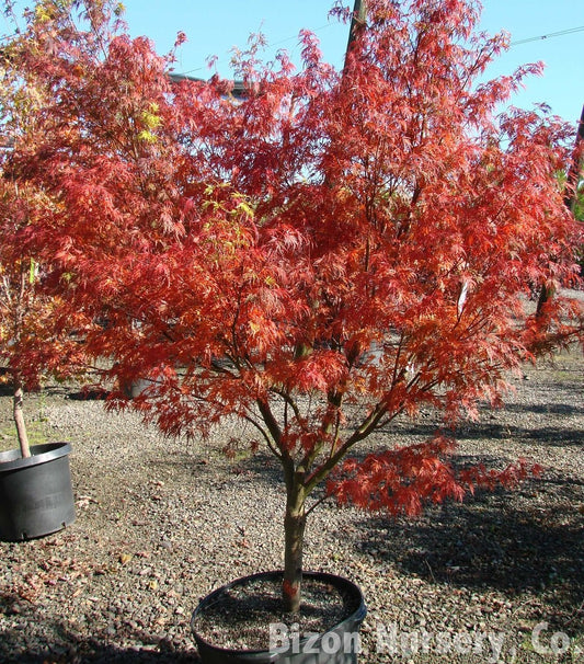 Acer palmatum var. dissectum 'Seiryu' Blue Green Dragons Laceleaf Japanese Maple