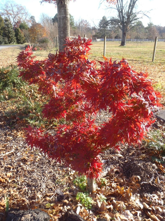 Acer palmatum 'Mikawa Yatsubusa' Mikawa Yatsubusa Japanese Maple 5g