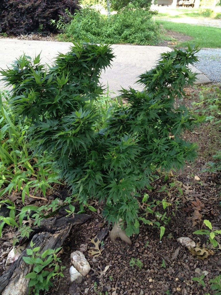 Acer palmatum 'Mikawa Yatsubusa' Mikawa Yatsubusa Japanese Maple 5g