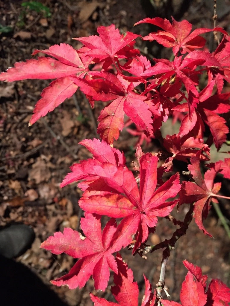 Acer palmatum 'Mikawa Yatsubusa' Mikawa Yatsubusa Japanese Maple 5g