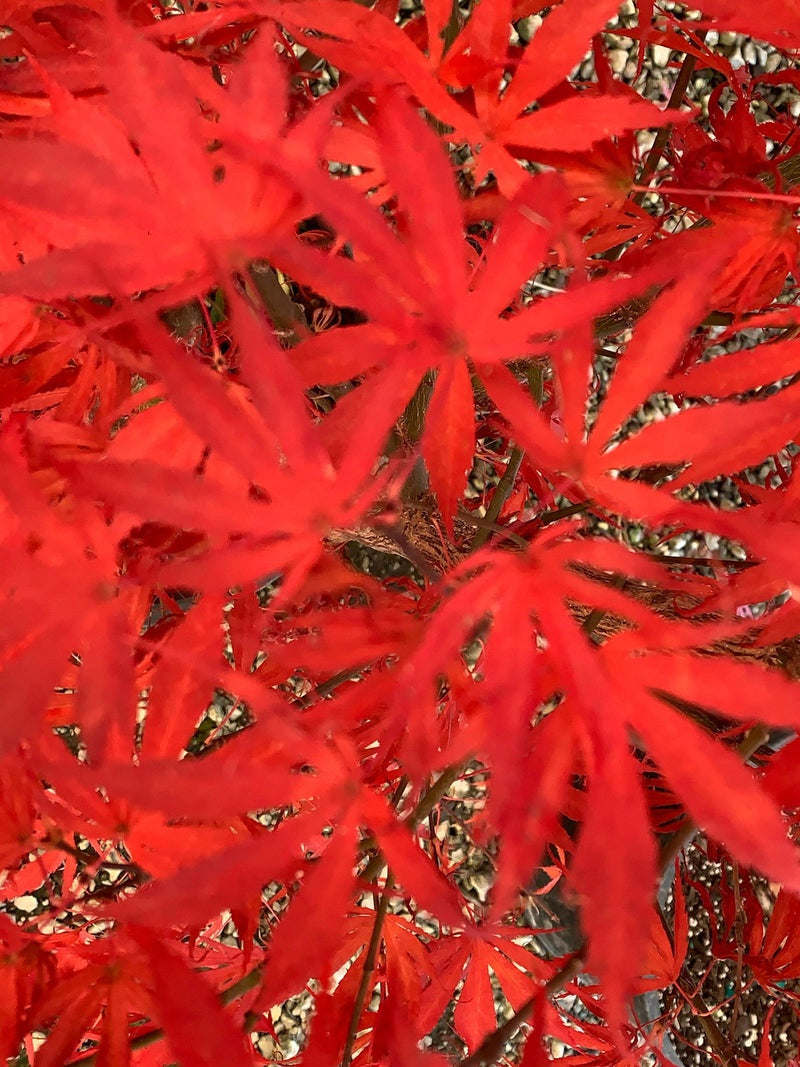 Acer palmatum 'Oregon Sunset' Oregon Sunset Japanese Maple 5 Gallon