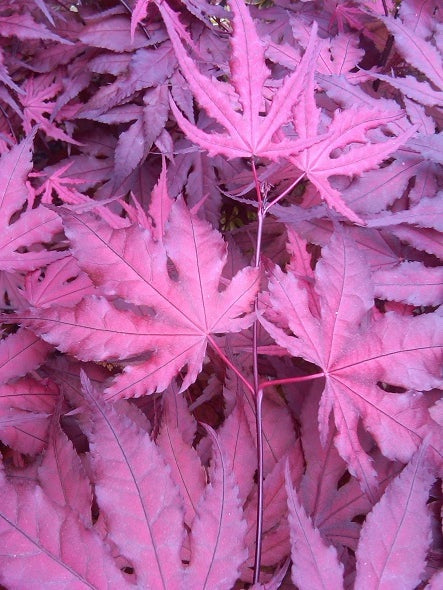 Acer palmatum 'Purple Ghost' Purple Ghost Japanese Maple