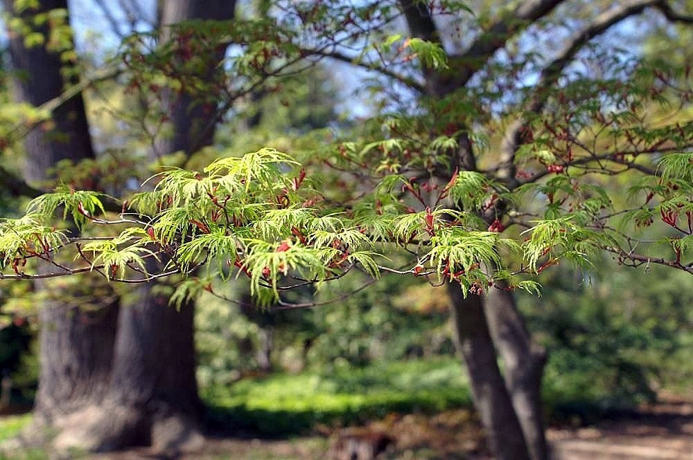 Acer palmatum var. dissectum 'Seiryu' Blue Green Dragons Laceleaf Japanese Maple